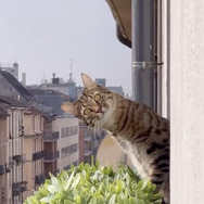 CatVideoFest 4枚目の写真・画像