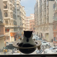 CatVideoFest 5枚目の写真・画像