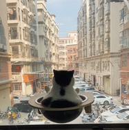 CatVideoFest 5枚目の写真・画像