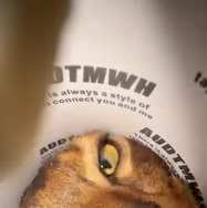 CatVideoFest 6枚目の写真・画像