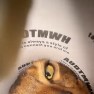 CatVideoFest 6枚目の写真・画像