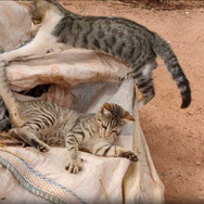 CatVideoFest 9枚目の写真・画像