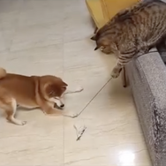 CatVideoFest 10枚目の写真・画像