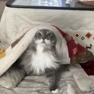 CatVideoFest 11枚目の写真・画像