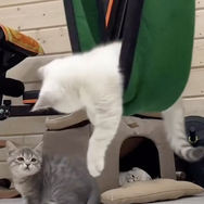 CatVideoFest 12枚目の写真・画像