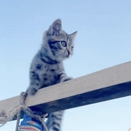 CatVideoFest 14枚目の写真・画像