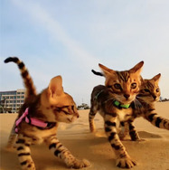 CatVideoFest 15枚目の写真・画像
