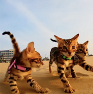 CatVideoFest 15枚目の写真・画像