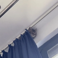 CatVideoFest 16枚目の写真・画像