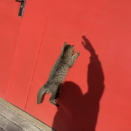 CatVideoFest 17枚目の写真・画像