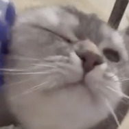 CatVideoFest 18枚目の写真・画像