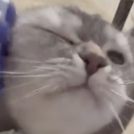 CatVideoFest 18枚目の写真・画像