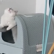 CatVideoFest 19枚目の写真・画像