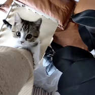 CatVideoFest 20枚目の写真・画像