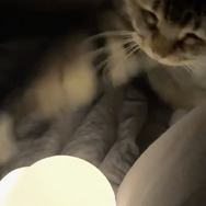 CatVideoFest 21枚目の写真・画像