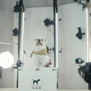 『犬も歩けば』