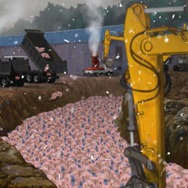 口蹄疫から生きのびた豚 4枚目の写真・画像