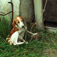 『おくりもの　4Kレストア版』(C) Santamira - Coop. CA.RI.NA.