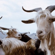 『四つのいのち』(C) 2010 VIVO FILM, ESSENTIAL FILMPRODUKTION, INVISIBILE FILM, VENTURA FILM