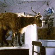 『四つのいのち』(C) 2010 VIVO FILM, ESSENTIAL FILMPRODUKTION, INVISIBILE FILM, VENTURA FILM