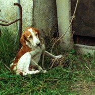 『おくりもの　4Kレストア版』(C) Santamira - Coop. CA.RI.NA.