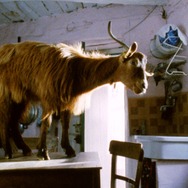 『四つのいのち』(C) 2010 VIVO FILM, ESSENTIAL FILMPRODUKTION, INVISIBILE FILM, VENTURA FILM