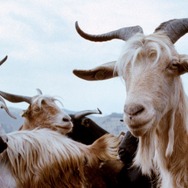 『四つのいのち』(C) 2010 VIVO FILM, ESSENTIAL FILMPRODUKTION, INVISIBILE FILM, VENTURA FILM