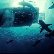 『デンジャラス・アニマルズ 絶望海域』©2025 ANIMAL HOLDINGS PTY LTD