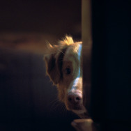 『GOOD BOY／グッド・ボーイ』© 2025 Whats Wrong With Your Dog, LLC. All Rights Reserved.