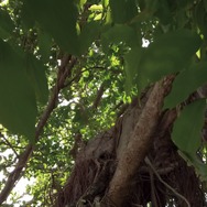 ゆっくり あるく　川村浪子、84歳のダンス 4枚目の写真・画像