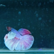 拝啓アシタ　DEAR TOMORROW 13枚目の写真・画像