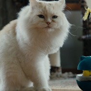 『猫たちと7000マイルの旅』©2025 Gray Hat Productions LLC All Rights Reserved