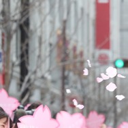 春一番に舞った桜の花びら