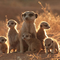 元気になれる動物映画vol.2　家族愛と勇気に涙！　カラハリ砂漠の小さな勇者 画像