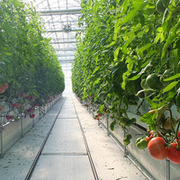 【ディズニー】パークに供給する野菜農園を山梨県に設立！ 画像