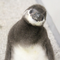 ペンギンの赤ちゃんの名前が「たいこ」に！「すみだ水族館」15,000通の応募から 画像
