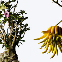 ”プラントハンター”による希少な植物園「ウルトラ植物博覧会」が銀座で開催 画像
