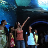 ハワイの海洋生物に会える水族館「マウイ オーシャン センター」 画像