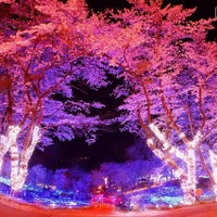 都心から1時間の荘厳“夜桜”体験！「さがみ湖夜桜イルミネーション」 画像
