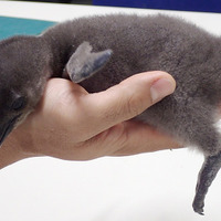 酉年にめでたい！ケープペンギンの赤ちゃんが2羽誕生「サンシャイン水族館」 画像