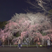 夜桜とともに感じる、春の足音。「六義園しだれ桜ライトアップ」 画像