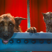 動物好き必見！キュート＆ふてぶてしい犬猫が競演『キャッツ＆ドッグス』特別映像到着 画像