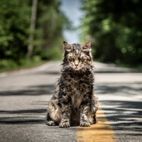 ジェイソン・クラークの視線の先には…『ペット・セメタリー』猫が豹変する本編映像 画像
