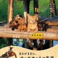 中村倫也がナレーションを担当！劇場版第2弾『岩合光昭の世界ネコ歩き』公開 画像