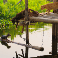 ミャンマー、湖上で暮らすネコ家族に試練が…『劇場版 岩合光昭の世界ネコ歩き』本編映像 画像