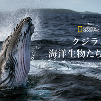 “地球を考える”アースデイに観たい！「クジラと海洋生物たちの社会」ほか圧巻のドキュメンタリー 画像
