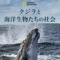 人間と変わらぬ家族愛も…海洋ドキュメンタリー「クジラと海洋生物の社会」日本版予告編 画像