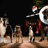 『テッド』のスタジオが贈る、捨て犬たちの復讐珍道中『スラムドッグス』公開 画像