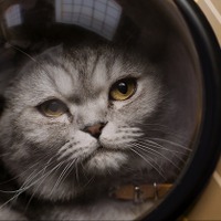 マシュー・ヴォーン監督の愛猫が重要キャラに『ARGYLLE』豪華俳優陣もメロメロ 画像
