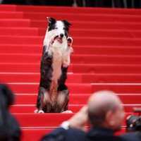 第77回カンヌ国際映画祭が開幕！昨年のパルムドール『落下の解剖学』の俳優犬メッシが登場、注目を浴びる 画像